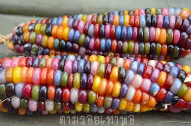 ข้าวโพดอัญมณี