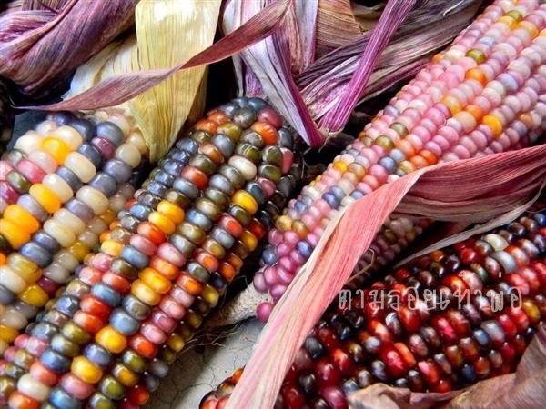 ข้าวโพดอัญมณี