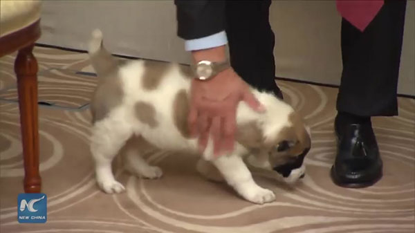 ปูตินปลื้ม ได้ของขวัญเป็นลูกสุนัข ปรี่เข้าอุ้ม จูบด้วยความเอ็นดู