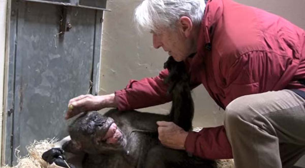 ชิมแปนซีป่วยใกล้ตาย กับท่าทางสุดดีใจเมื่อได้เจอเพื่อนเก่าอีกครั้ง