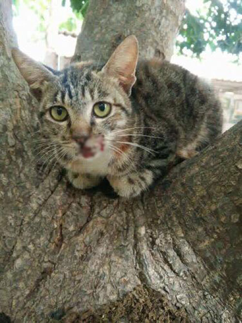 เจ้าคณะตำบล ชี้พระตบปากแมวเป็นอาบัติสถานเบา โทษน้อยกว่าตบยุงตาย