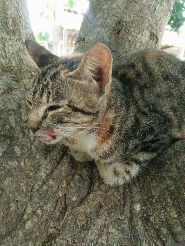 เจ้าคณะตำบล ชี้พระตบปากแมวเป็นอาบัติสถานเบา โทษน้อยกว่าตบยุงตาย