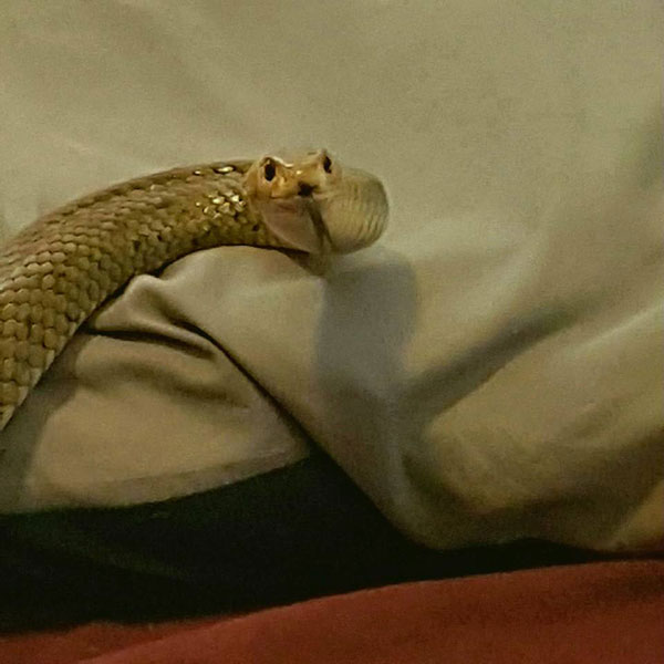 คู่รักสะดุ้งสุดตัว เจองูพิษร้ายแรงอันดับ 2 ของโลก โผล่มาจ๊ะเอ๋ถึงในห้องนอน !!