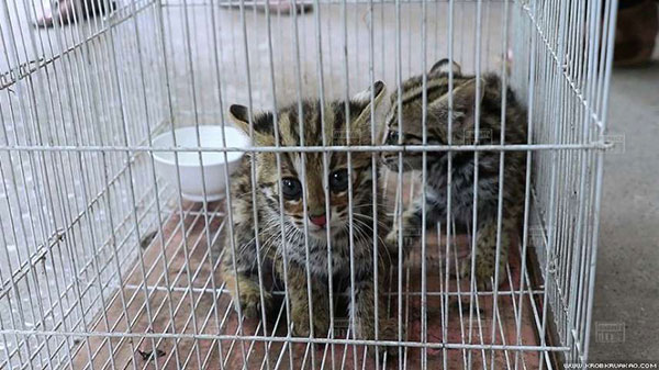 พบลูกเสือปลาหนีตายจากไฟป่า หวิดโดนคนงานจับต้มซุป