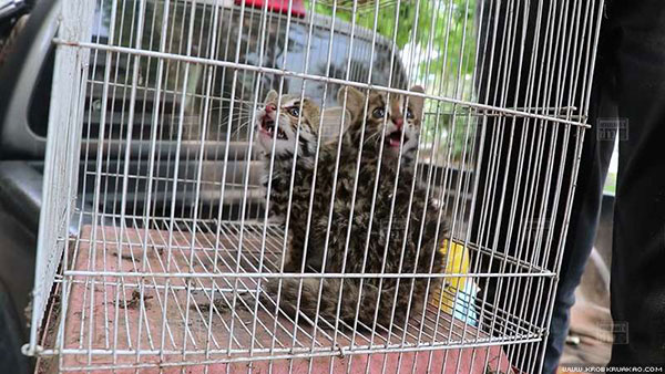 พบลูกเสือปลาหนีตายจากไฟป่า หวิดโดนคนงานจับต้มซุป