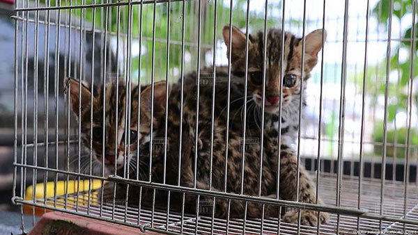 พบลูกเสือปลาหนีตายจากไฟป่า หวิดโดนคนงานจับต้มซุป