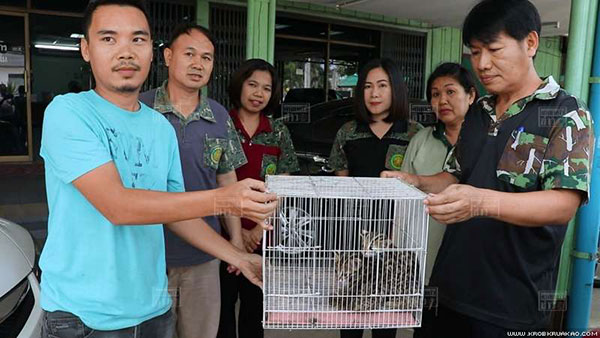 พบลูกเสือปลาหนีตายจากไฟป่า หวิดโดนคนงานจับต้มซุป