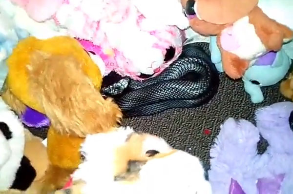 งูพิษเข้าบ้านแฝงตัวในกองของเล่น