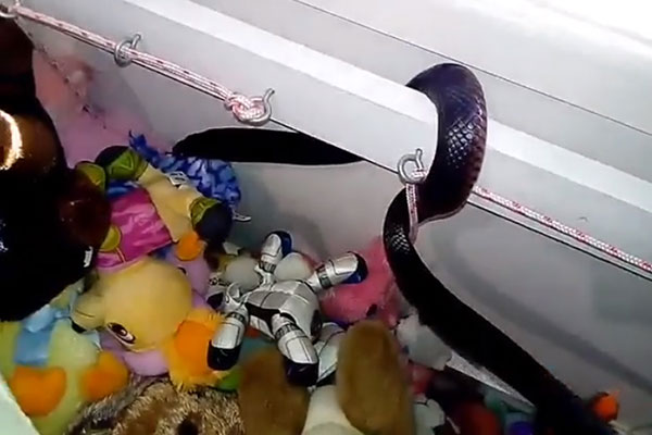 งูพิษเข้าบ้านแฝงตัวในกองของเล่น