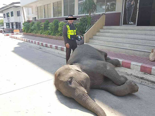 ภาพสุดเวทนา...ช้างนอนหมดแรง-แววตาเศร้า หลังถูกควาญช้างนำมาเร่ร่อน 