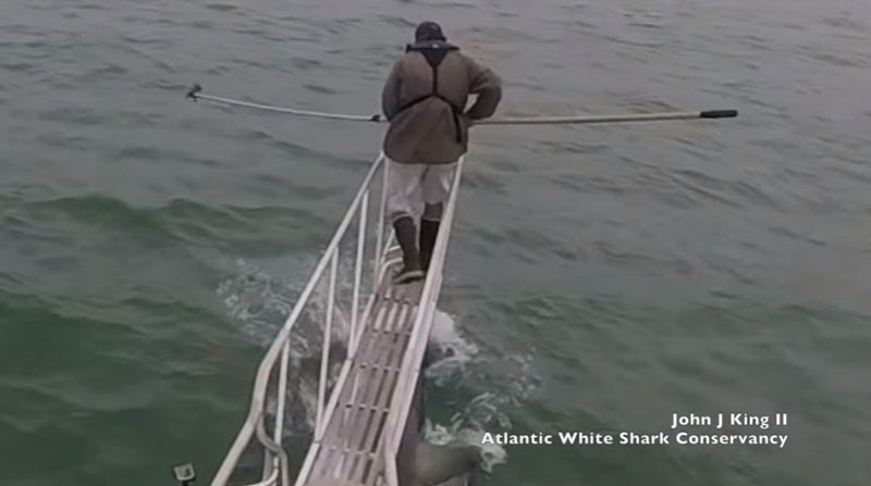 นักวิจัยสะดุ้งโหยง เจอฉลามขาวโดดขึ้นมาทักทาย โผล่โชว์เขี้ยวใต้ฝ่าเท้า