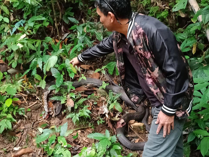 คลิปงูจงอาง ปะทะ งูเหลือม