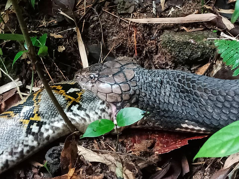 คลิปงูจงอาง ปะทะ งูเหลือม