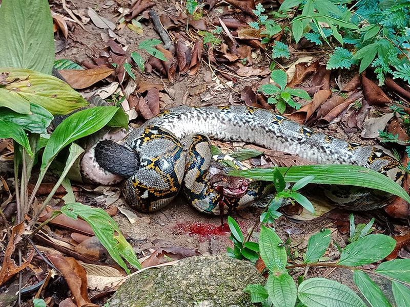 คลิปงูจงอาง ปะทะ งูเหลือม