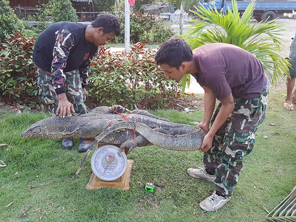 ชาวเน็ตถกสนั่น ตัวเงินตัวทอง เป็นสัตว์ป่าคุ้มครอง