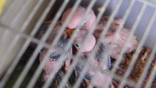 ลักลอบค้าสัตว์ป่าคุ้มครอง 