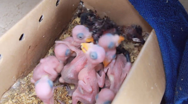 ลักลอบค้าสัตว์ป่าคุ้มครอง 