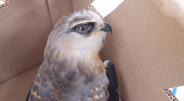 ลักลอบค้าสัตว์ป่าคุ้มครอง 