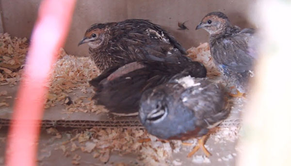 ลักลอบค้าสัตว์ป่าคุ้มครอง 