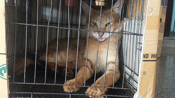 ลักลอบค้าสัตว์ป่าคุ้มครอง 