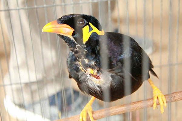 ลักลอบค้าสัตว์ป่าคุ้มครอง 