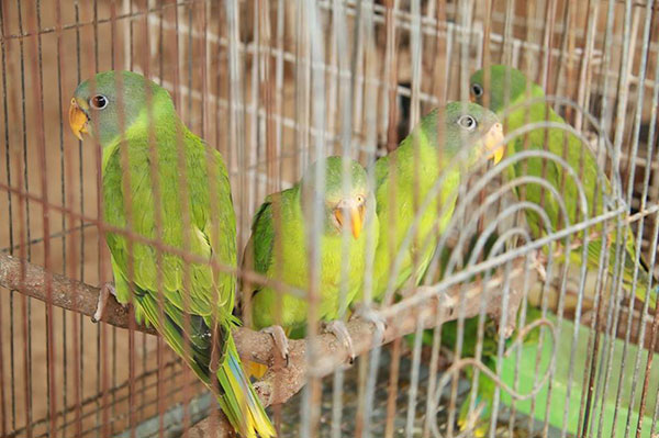 ลักลอบค้าสัตว์ป่าคุ้มครอง 