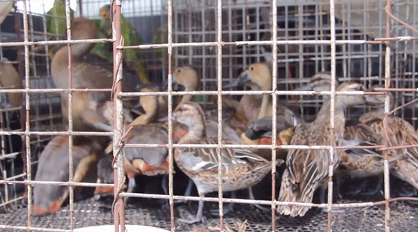 ลักลอบค้าสัตว์ป่าคุ้มครอง 