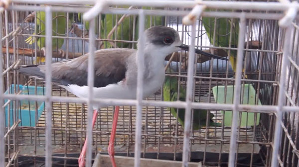 ลักลอบค้าสัตว์ป่าคุ้มครอง 