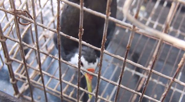 ลักลอบค้าสัตว์ป่าคุ้มครอง 