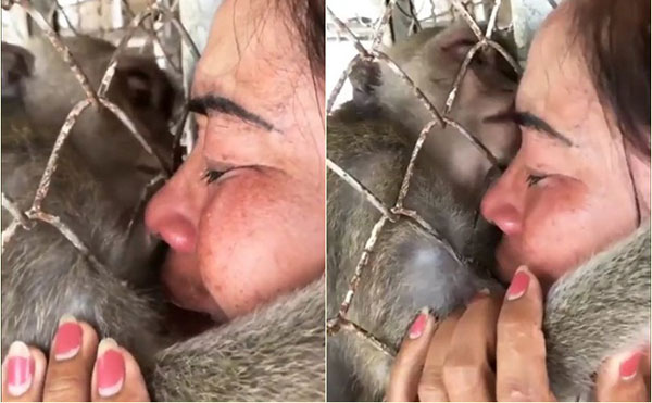 คลิปสะเทือนใจ ลิงเลียน้ำตาเจ้าของผ่านกรง...ตรอมใจโดนแยกจากกัน