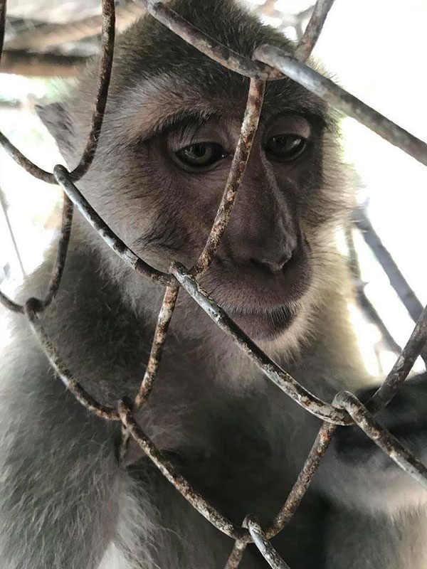 คลิปสะเทือนใจ ลิงเลียน้ำตาเจ้าของผ่านกรง...ตรอมใจโดนแยกจากกัน