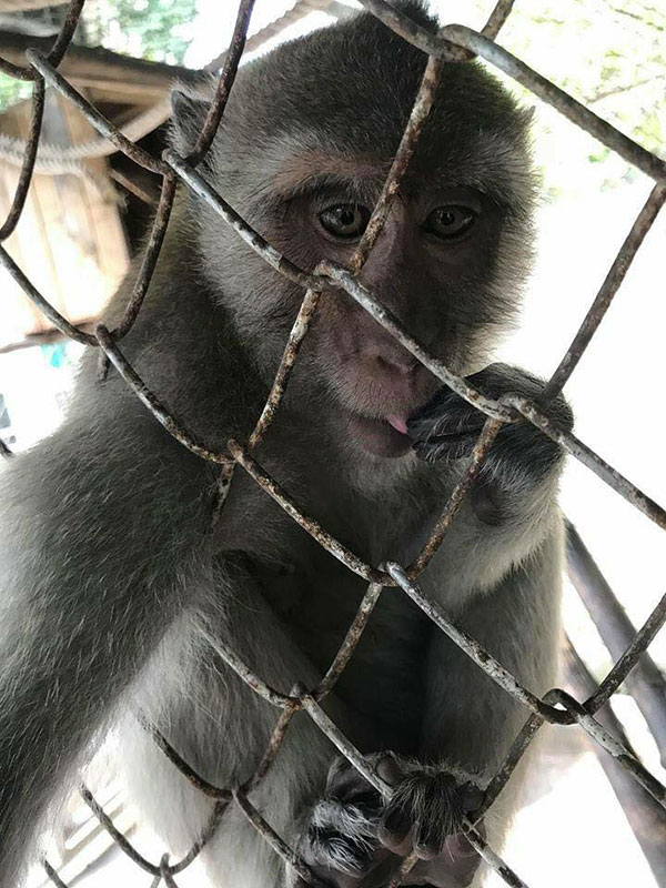 คลิปสะเทือนใจ ลิงเลียน้ำตาเจ้าของผ่านกรง...ตรอมใจโดนแยกจากกัน