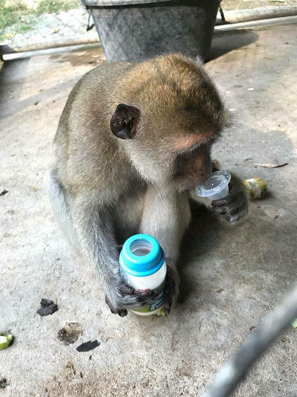 คลิปสะเทือนใจ ลิงเลียน้ำตาเจ้าของผ่านกรง...ตรอมใจโดนแยกจากกัน