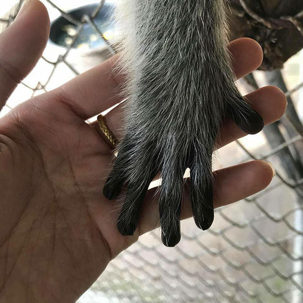 คลิปสะเทือนใจ ลิงเลียน้ำตาเจ้าของผ่านกรง...ตรอมใจโดนแยกจากกัน