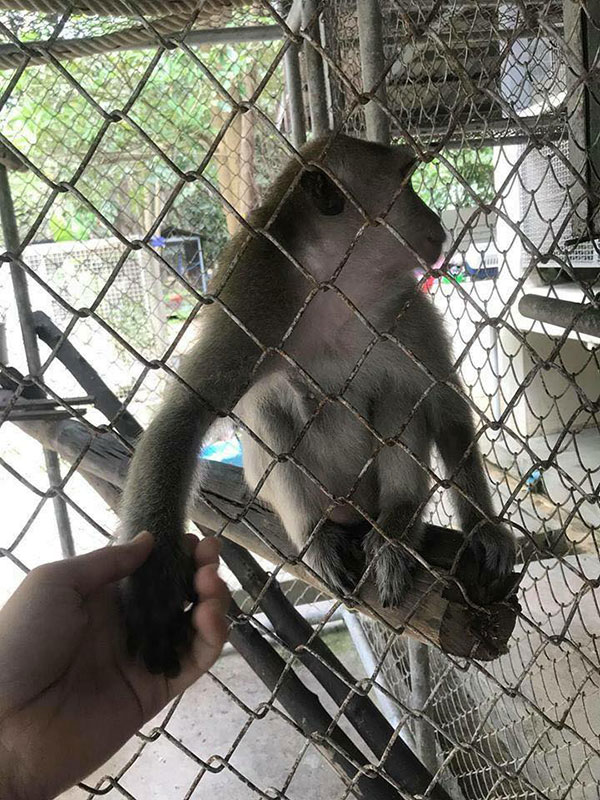 คลิปสะเทือนใจ ลิงเลียน้ำตาเจ้าของผ่านกรง...ตรอมใจโดนแยกจากกัน