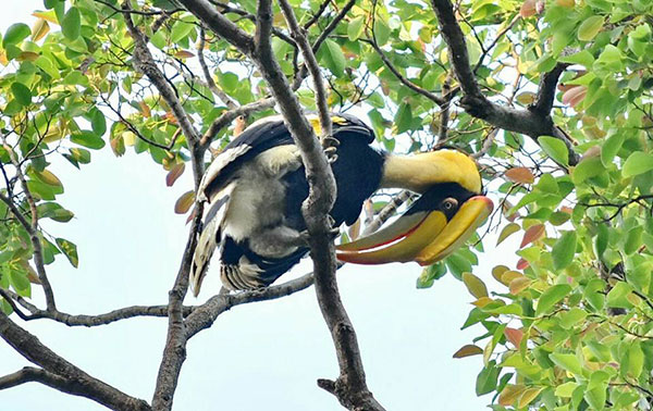 พบฝูงนกเงือกที่เขาใหญ่ในรอบ 20 ปี