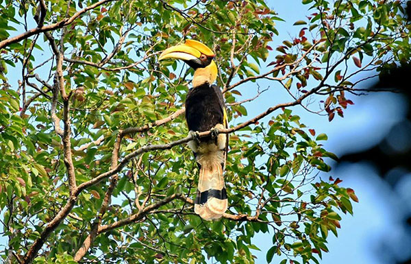 พบฝูงนกเงือกที่เขาใหญ่ในรอบ 20 ปี