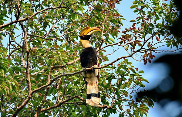 พบฝูงนกเงือกที่เขาใหญ่ในรอบ 20 ปี