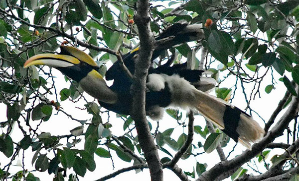 พบฝูงนกเงือกที่เขาใหญ่ในรอบ 20 ปี