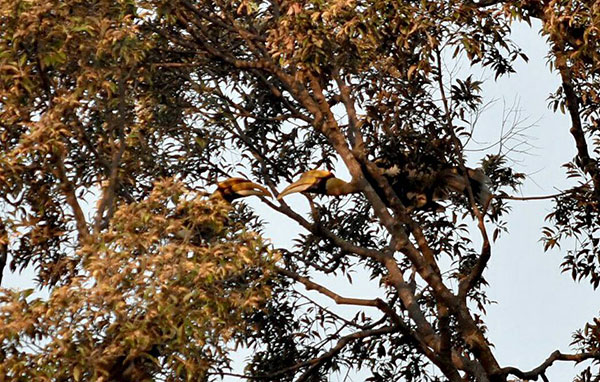 พบฝูงนกเงือกที่เขาใหญ่ในรอบ 20 ปี