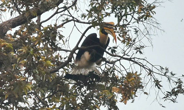 พบฝูงนกเงือกที่เขาใหญ่ในรอบ 20 ปี