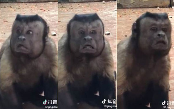 คลิปลิงตกใจหน้าเหมือนคน