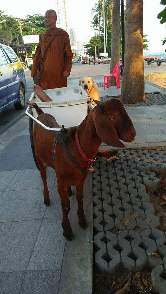 พระหนูที ใช้หมาลากรถบิณฑบาตโผล่ชลบุรี