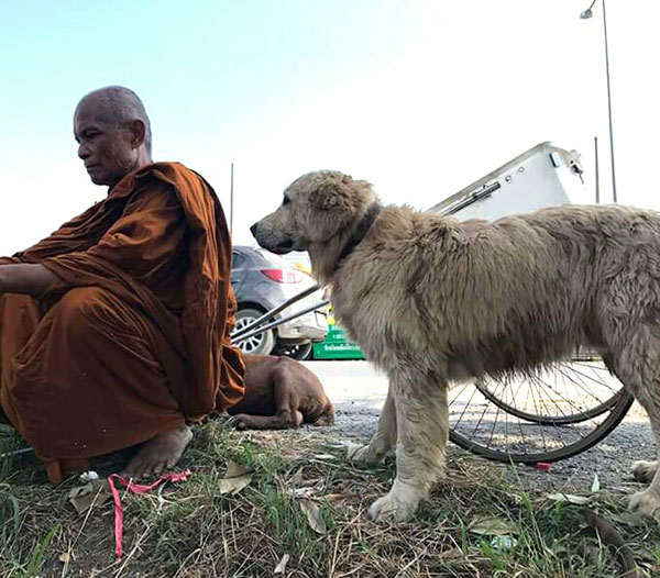 พระหนูที ใช้หมาลากรถบิณฑบาตโผล่ชลบุรี