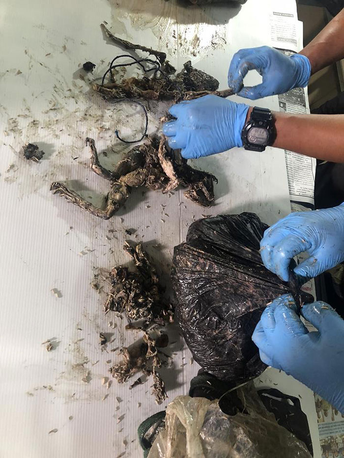 ทีมพญาเสือ เจอซากหมีขอแล้ว พบถูกหั่นซุกถุงปุ๋ย ซ้ำมีซากกบทูดอีก 4 ตัว