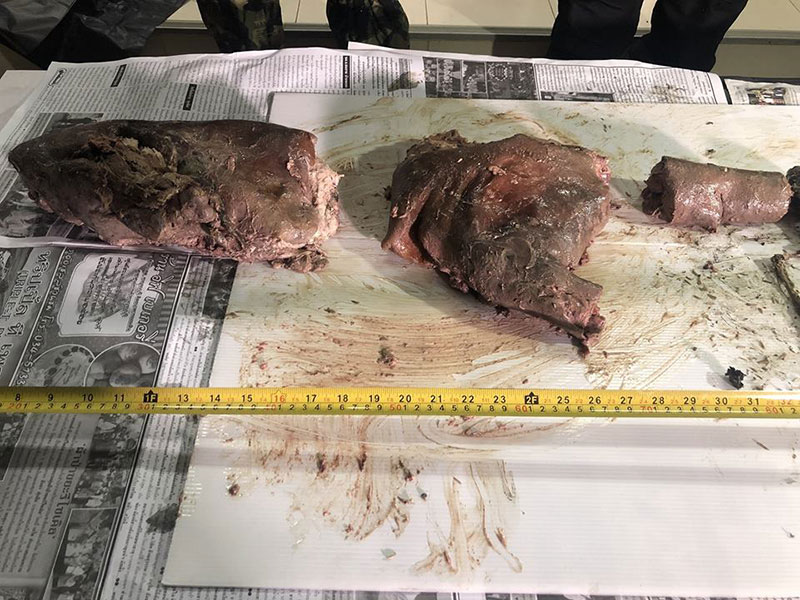 ทีมพญาเสือ เจอซากหมีขอแล้ว พบถูกหั่นซุกถุงปุ๋ย ซ้ำมีซากกบทูดอีก 4 ตัว