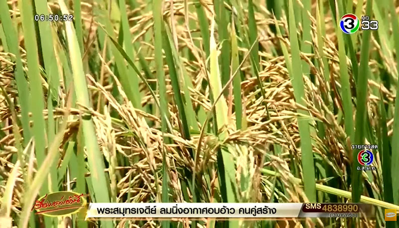 สนช. แจงดราม่า พ.ร.บ.ข้าว ไม่เอื้อนายทุนใหญ่ ยันชาวนาซื้อ-ขายแลกเปลี่ยนเสรี
