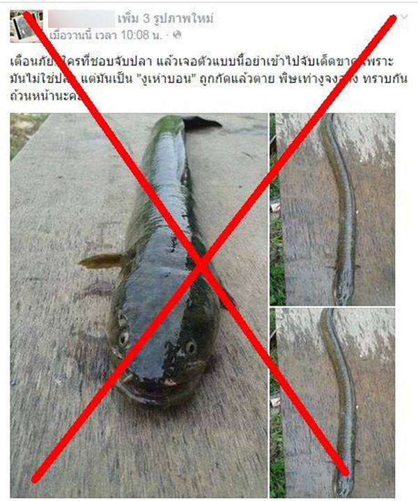 เข้าใจผิดแล้ว ปลาตูหนา ไม่ใช่ งูเห่าบอน ต้มยำทำน้ำแดง ได้เมนูราคาแพง