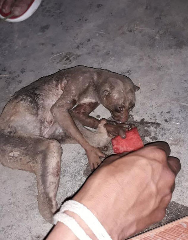 เศร้า.. นางอาย โดนไฟคลอก นอนเจ็บรอความช่วยเหลือชาวบ้าน พบหยุดหายใจแล้ว