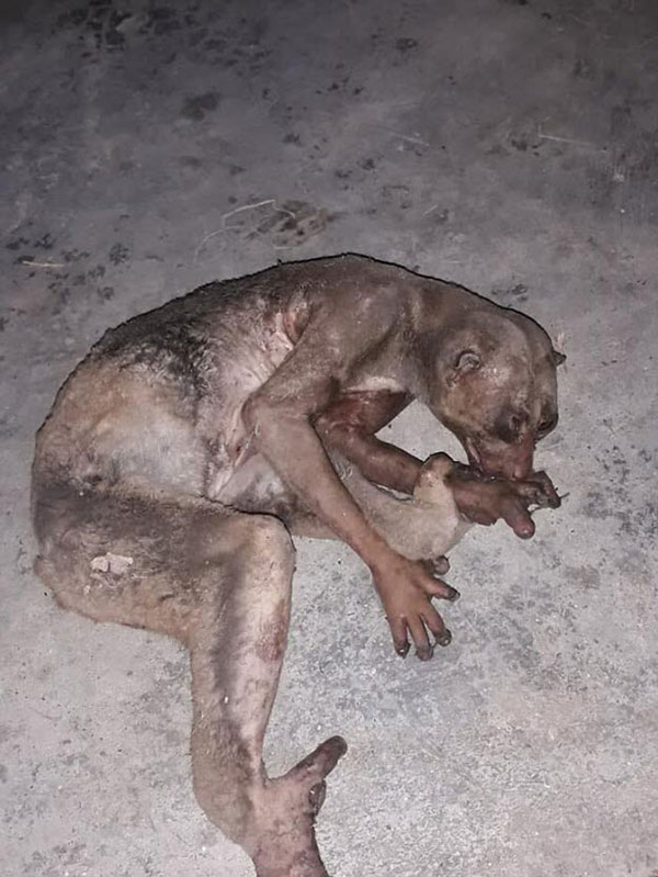 เศร้า.. นางอาย โดนไฟคลอก นอนเจ็บรอความช่วยเหลือชาวบ้าน พบหยุดหายใจแล้ว